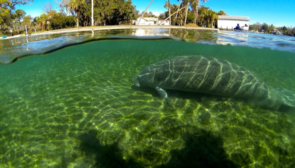 Crystal River Florida manatees in clear springs - hidden gems USA