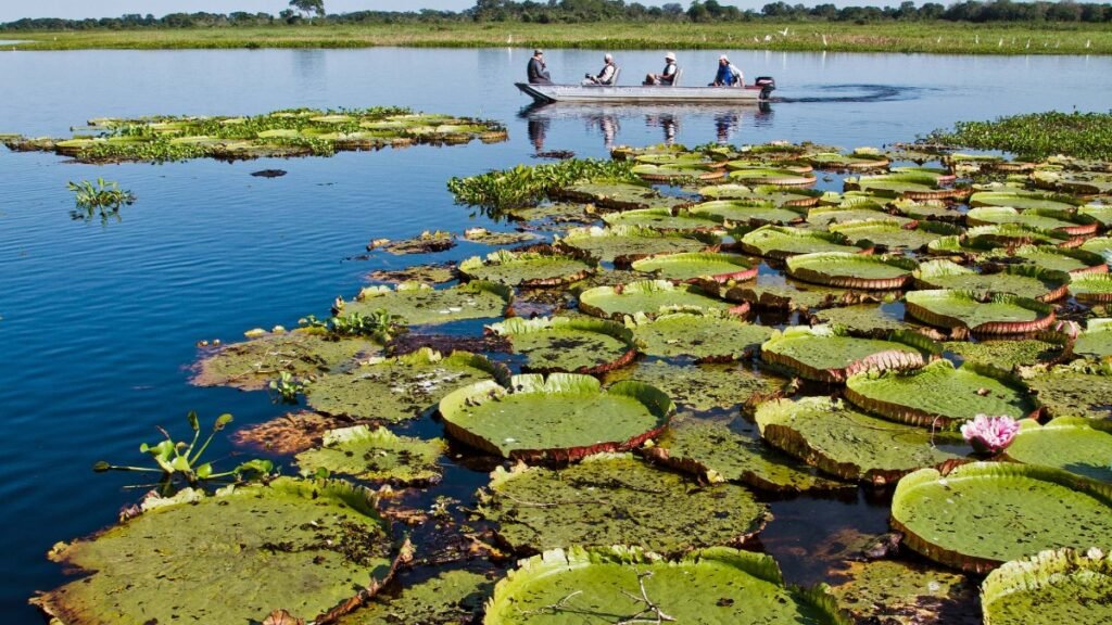 Boat excursion for wildlife watching in the Pantanal, Brazil