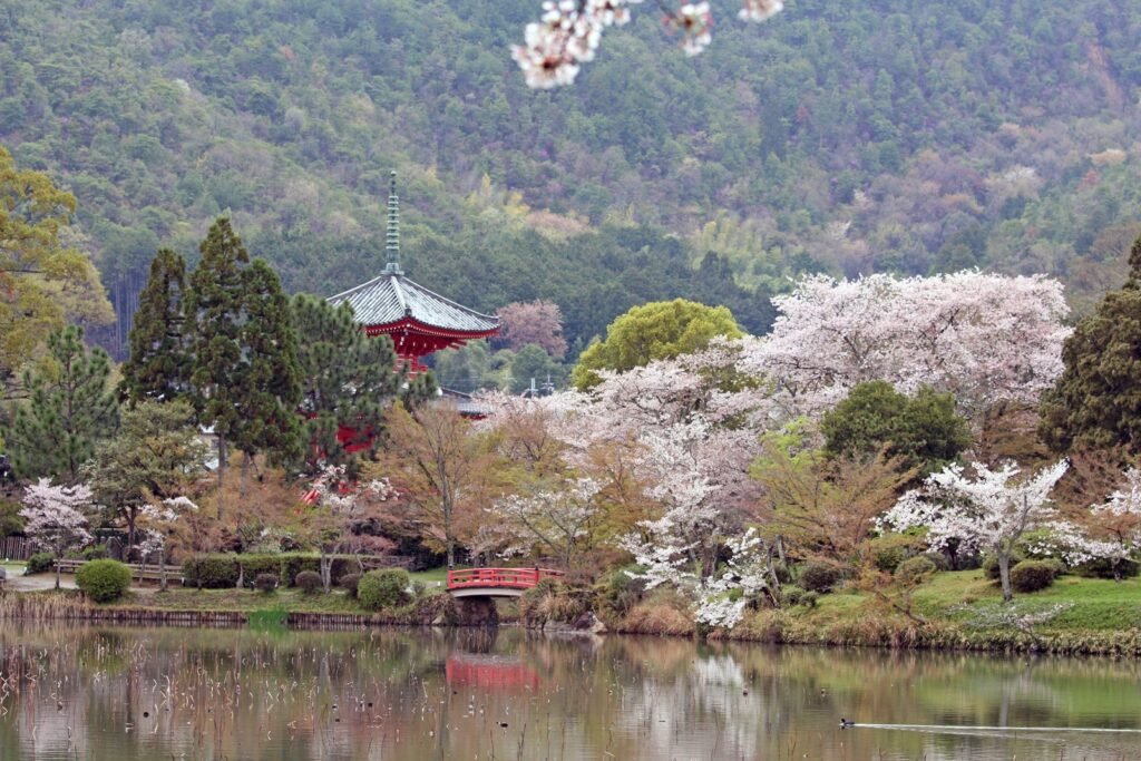 Daikaku-ji temple and Osawa Pond in Kyoto during cherry blossom season