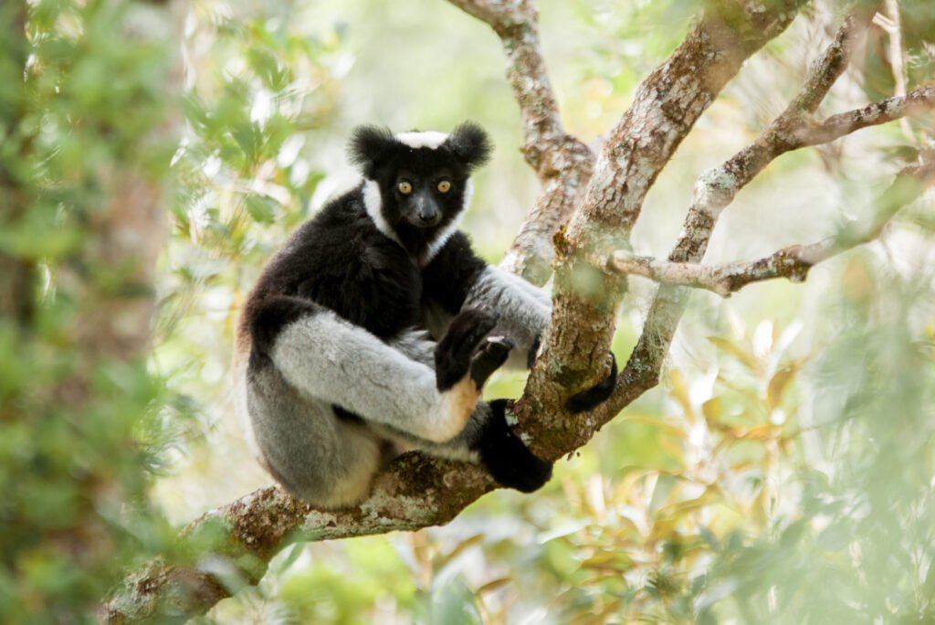 Indri lemur in Andasibe-Mantadia National Park eastern Madagascar rainforest