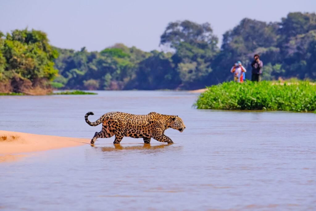 Jaguar sighting along the Cuiabá River in the Pantanal, Brazil