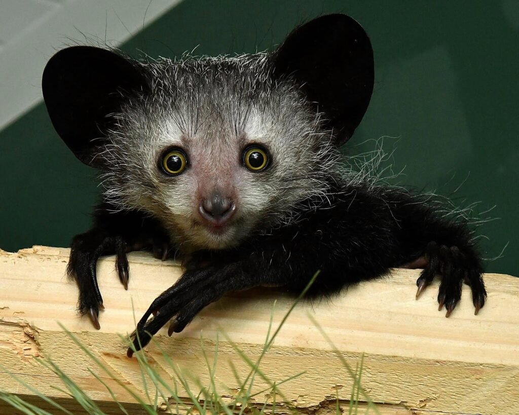 Nocturnal aye-aye lemur with elongated finger in eastern Madagascar rainforest near Nosy Mangabe