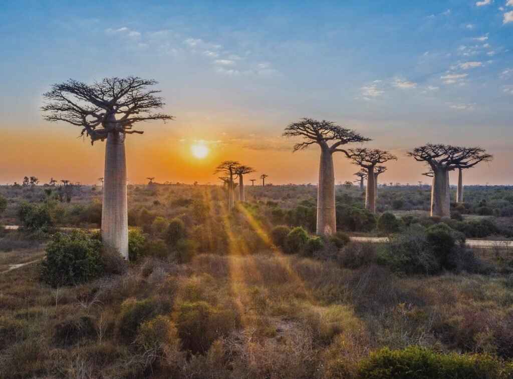 Avenue of the Baobabs near Morondava in western Madagascar at sunset with ancient Adansonia grandidieri trees