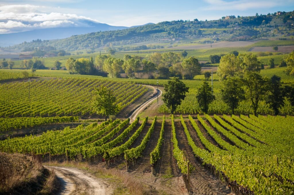 Brunello di Montalcino wine tasting in Tuscany