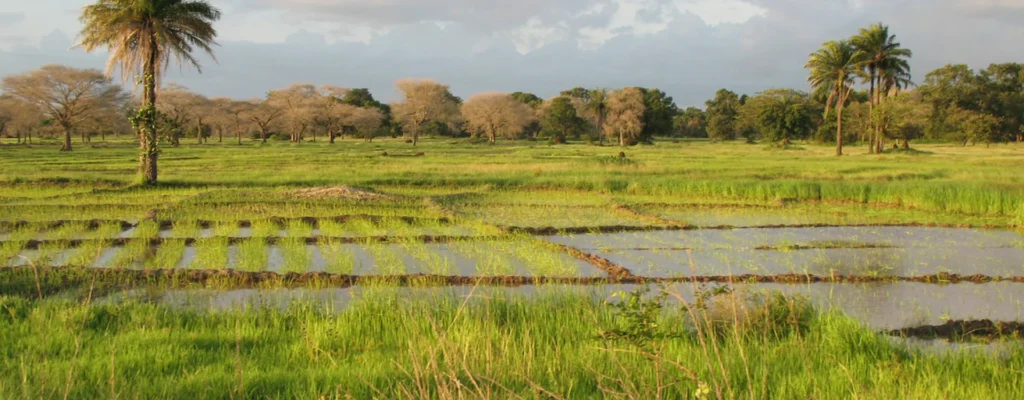 Lush rice fields and palm trees in the Casamance region of southern Senegal, West Africa