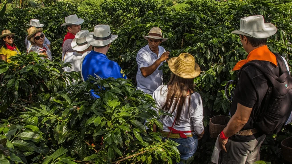 Tourists on a guided coffee farm tour in the Eje Cafetero, Colombia coffee region – learning about coffee plants at a working finca