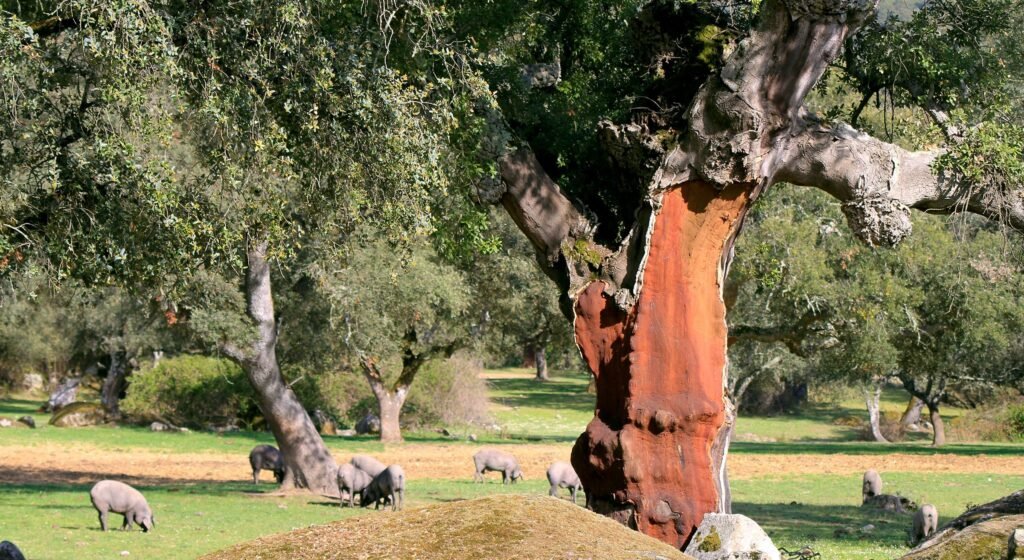 Cork oak tree in Alentejo Portugal