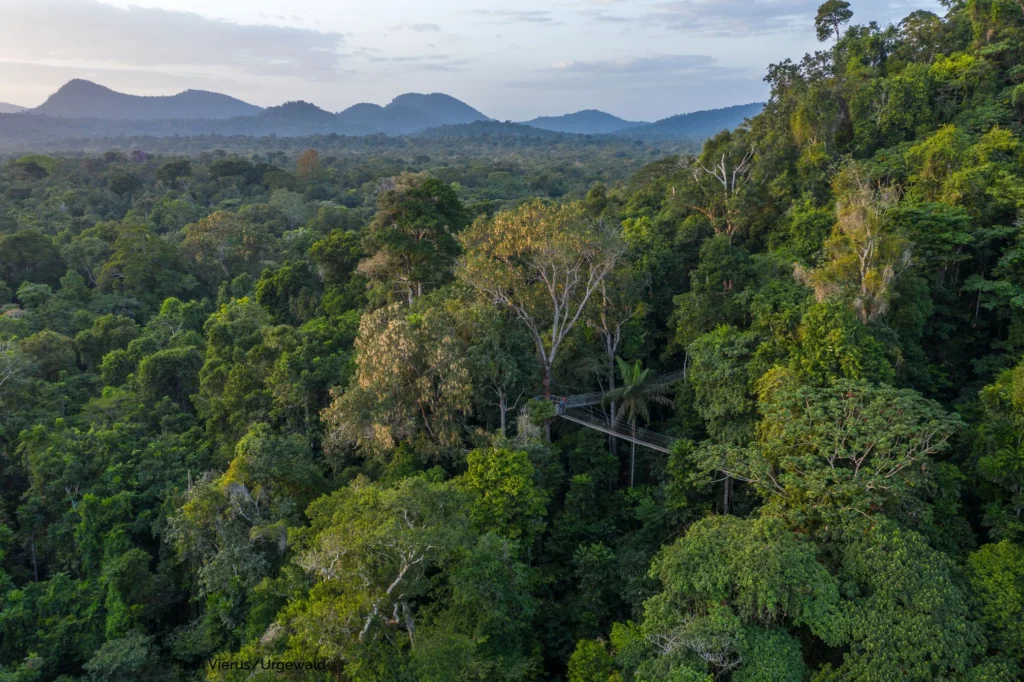 Iwokrama Rainforest canopy walkway in Guyana