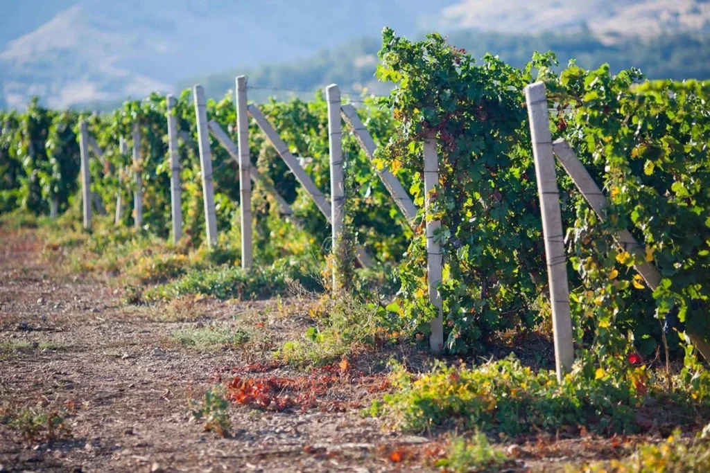 Ica vineyard with grapes 