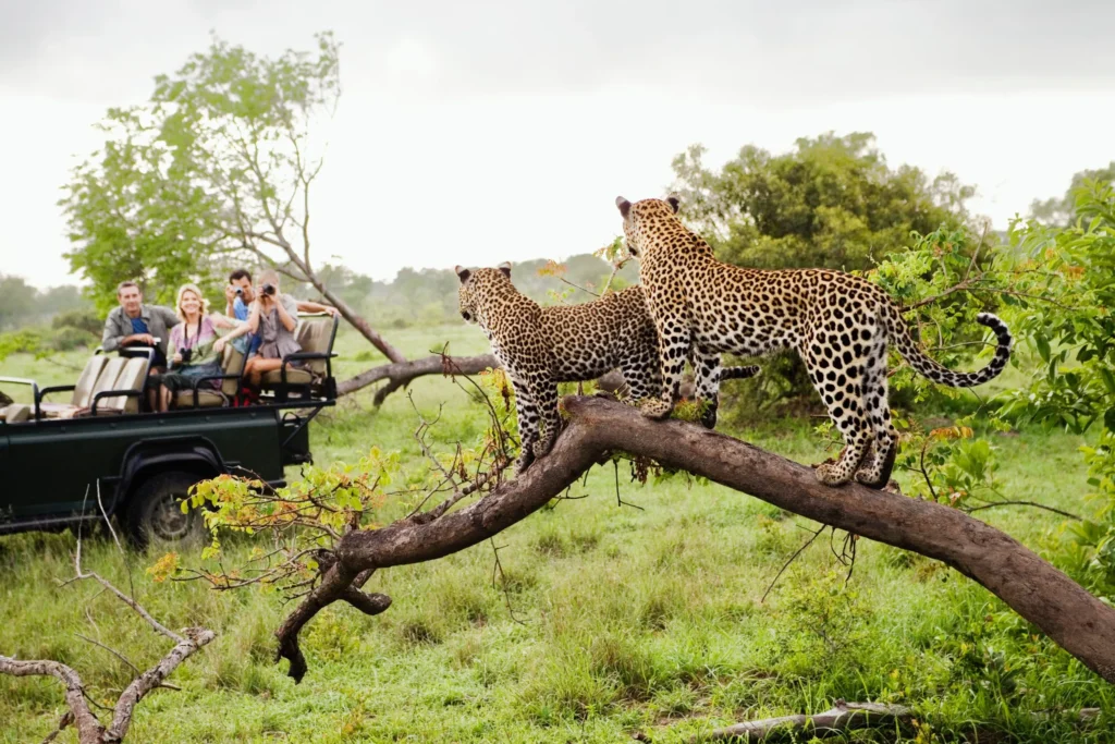Budget safari Africa South Africa — leopards spotted during self-drive game drive in Kruger National Park