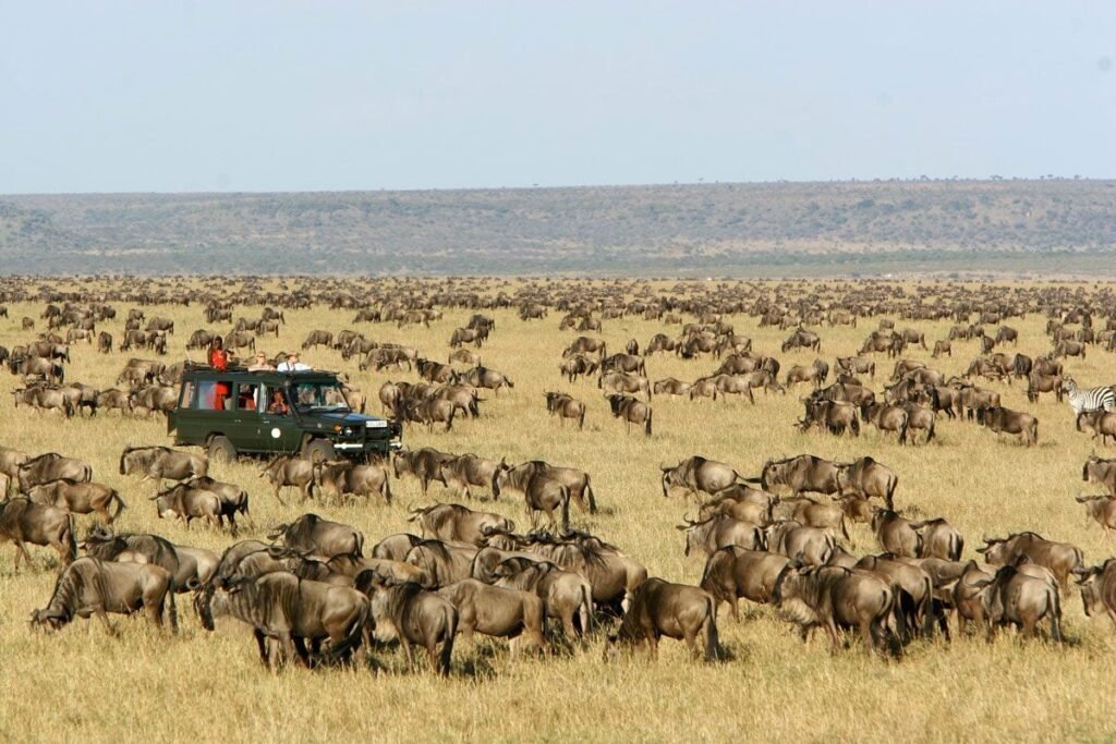 Budget safari Africa Kenya — Masai Mara Great Wildebeest Migration with safari vehicle