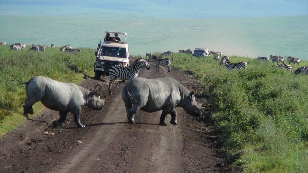 Budget safari Africa Tanzania — rhinos and zebras at Ngorongoro Crater on a group camping safari