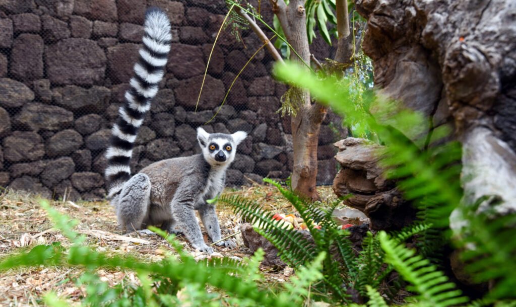 Ring-tailed lemur in southern Madagascar near Berenty Private Reserve and Isalo National Park