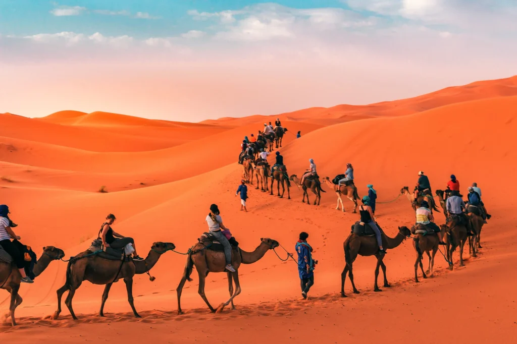 Camel caravan crossing the Sahara desert dunes in Morocco during winter