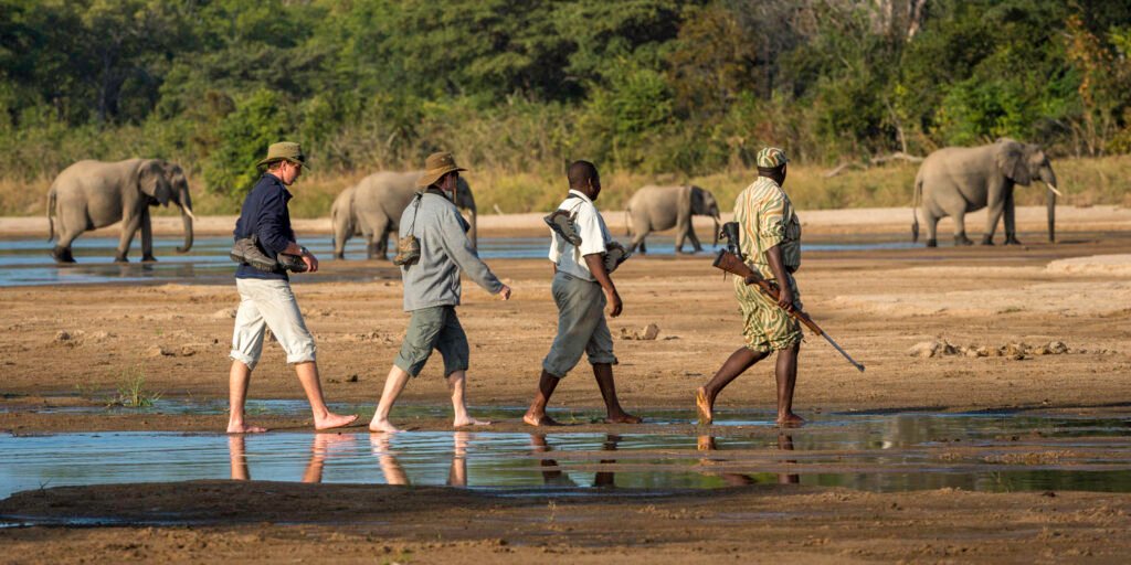 Budget safari Africa Zambia — walking safari in South Luangwa National Park with elephants