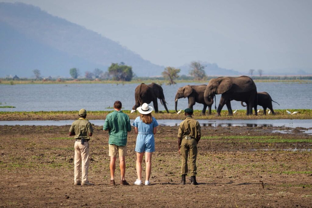 Wild animals observed responsibly from a safe distance during ethical wildlife travel
