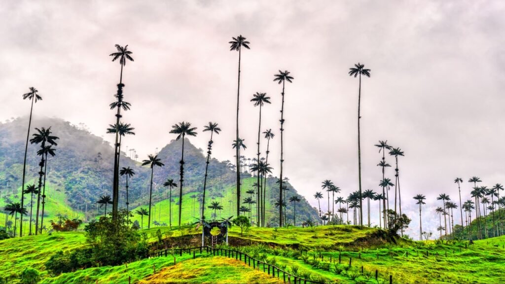 Tall wax palm trees in Valle de Cocora, Eje Cafetero – a must-visit in the Colombia coffee region