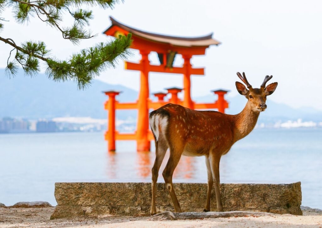 Deer standing in front of Itsukushima floating torii gate on Miyajima Island near Hiroshima - Japan travel guide